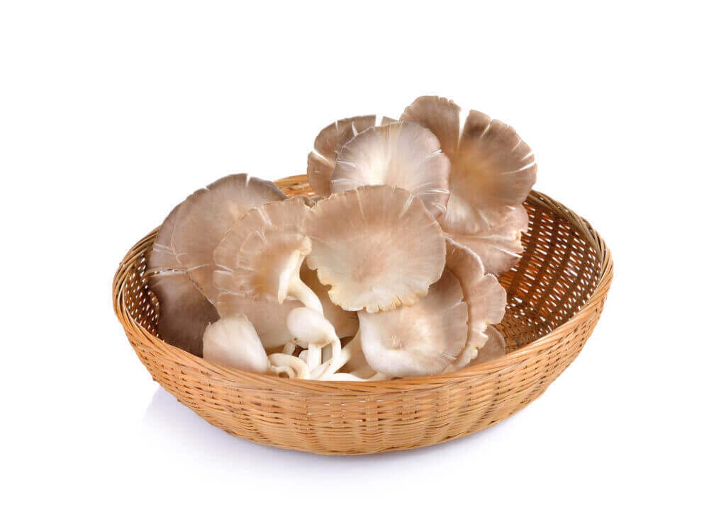 oyster mushroom white wall