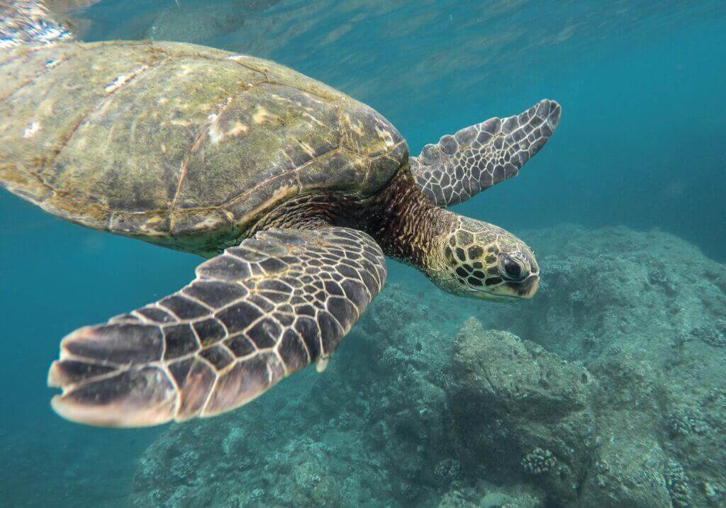 beautiful closeup shot large turtle swimming underwater ocean