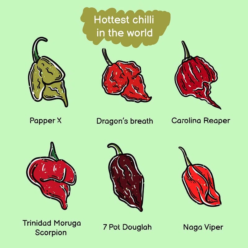 set of vintage illustrations of the hottest chilli in the world